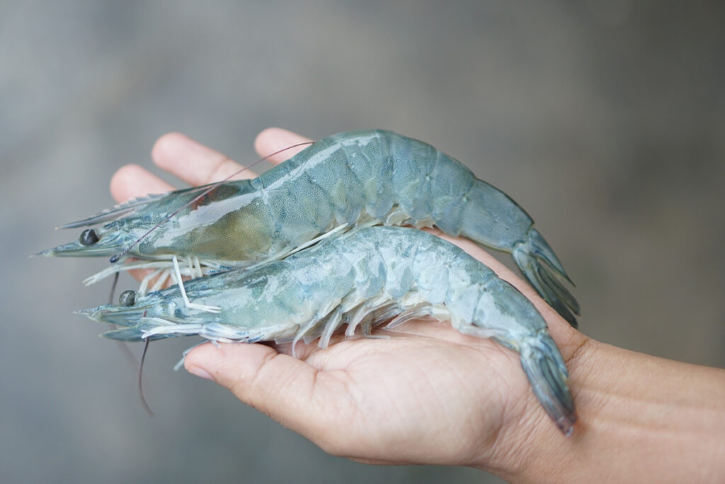 Dos camarones blancos del Pacífico de talla comercial en la palma de la mano