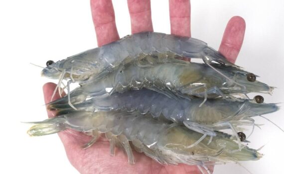 Cuatro camarones blancos enteros de talla comercial sostenidos sobre la palma de una mano abierta, sobre fondo blanco