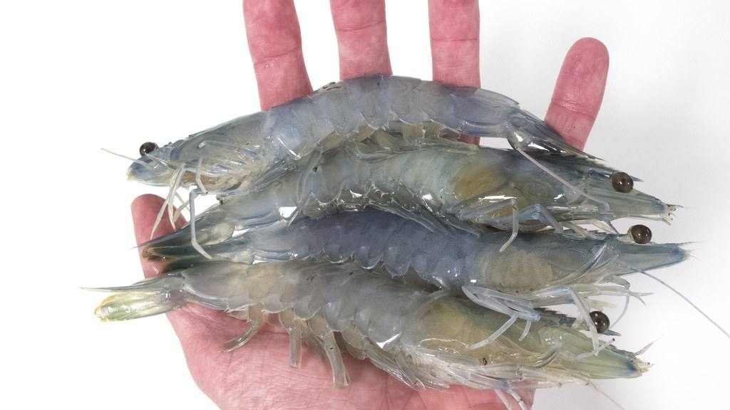 Cuatro camarones blancos enteros de talla comercial sostenidos sobre la palma de una mano abierta, sobre fondo blanco
