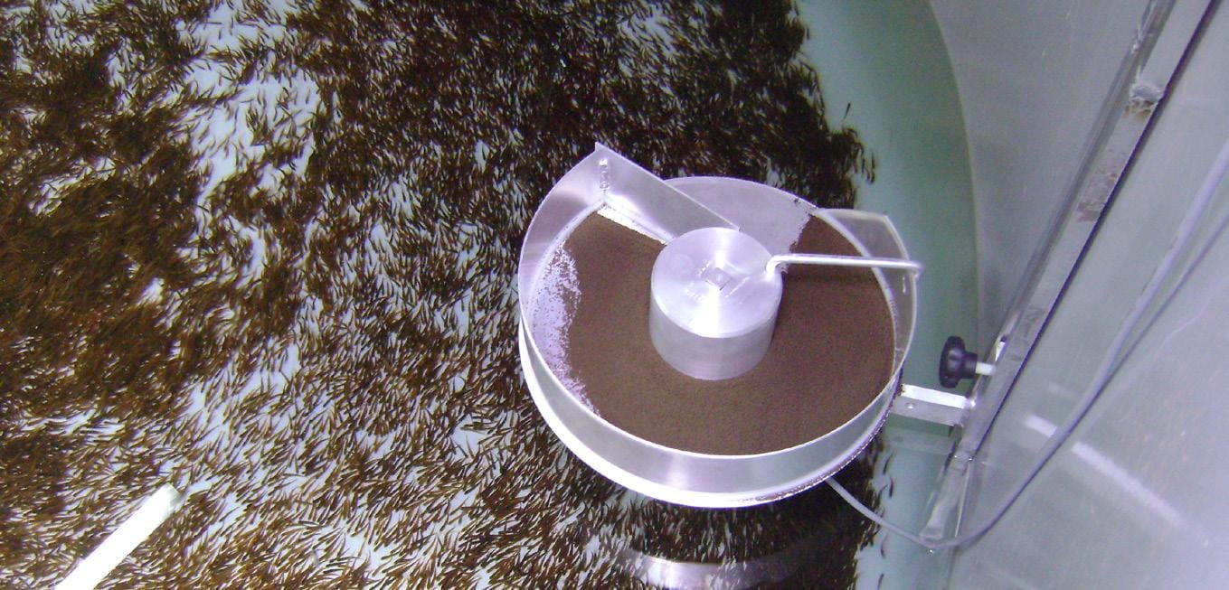 Alimentador automático Disc Feeder de acero inoxidable con alimento, instalado sobre un tanque de cultivo con alevines