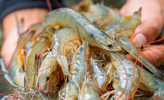 Camarones blancos del Pacífico frescos sostenidos en las manos de un productor
