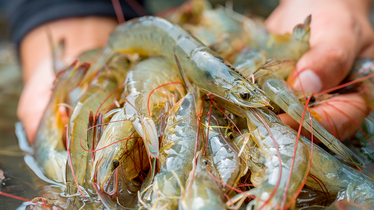 Camarones blancos del Pacífico frescos sostenidos en las manos de un productor