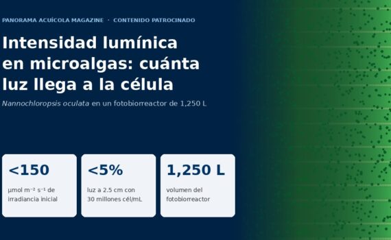 Gráfico sobre la intensidad lumínica en cultivos de microalgas con tres cifras clave: menos de 150 µmol de irradiancia inicial, menos de 5% de luz a 2.5 cm y un fotobiorreactor de 1,250 L