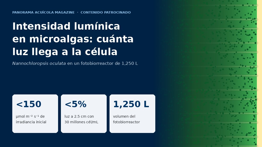 Gráfico sobre la intensidad lumínica en cultivos de microalgas con tres cifras clave: menos de 150 µmol de irradiancia inicial, menos de 5% de luz a 2.5 cm y un fotobiorreactor de 1,250 L