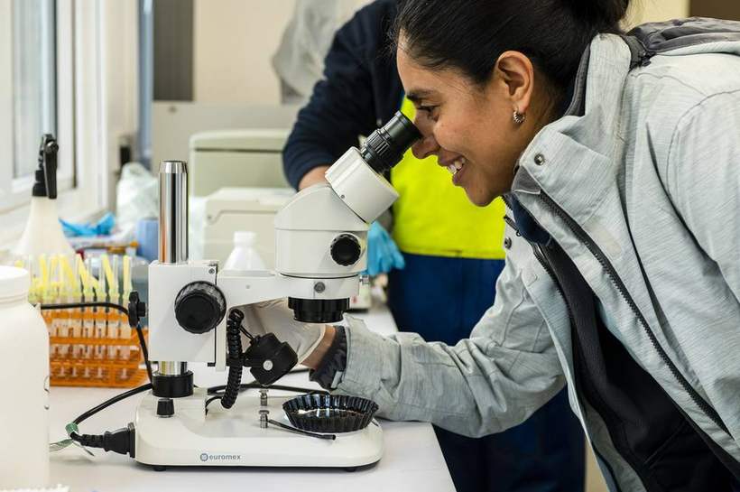 Técnica de laboratorio observa una muestra en un microscopio estereoscópico junto a gradillas con tubos de ensayo durante un muestreo acuícola