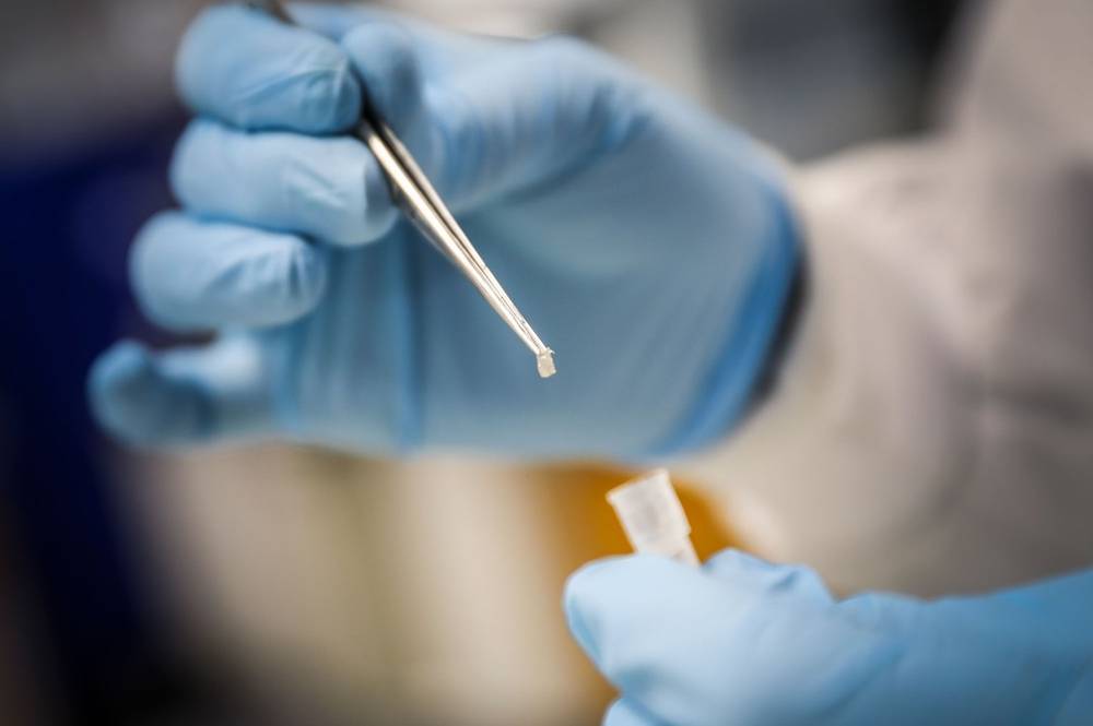 Manos con guantes de nitrilo azul transfieren con pinzas una pequeña muestra de tejido a un tubo de microcentrífuga para análisis genómico