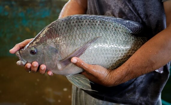 Productor sostiene una tilapia adulta de gran tamaño junto a un estanque de cultivo
