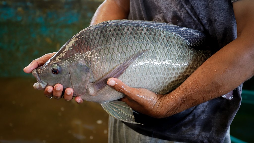 Productor sostiene una tilapia adulta de gran tamaño junto a un estanque de cultivo