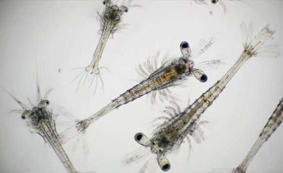 Larvas de camarón vistas al microscopio, fotograma del video de ADM Aqua Solutions sobre nutrición de larvas y juveniles