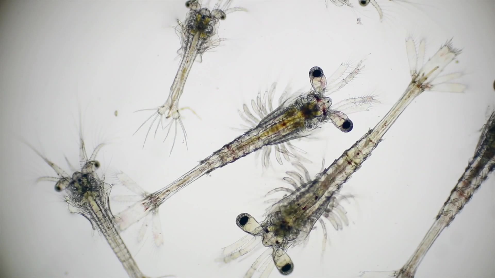 Larvas de camarón vistas al microscopio, fotograma del video de ADM Aqua Solutions sobre nutrición de larvas y juveniles