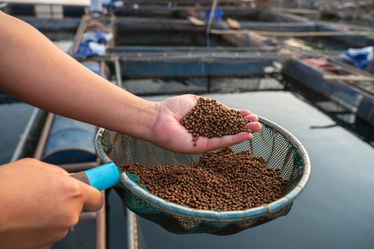 Mano sostiene alimento balanceado extruido en pellets sobre una red, junto a jaulas flotantes de cultivo de peces