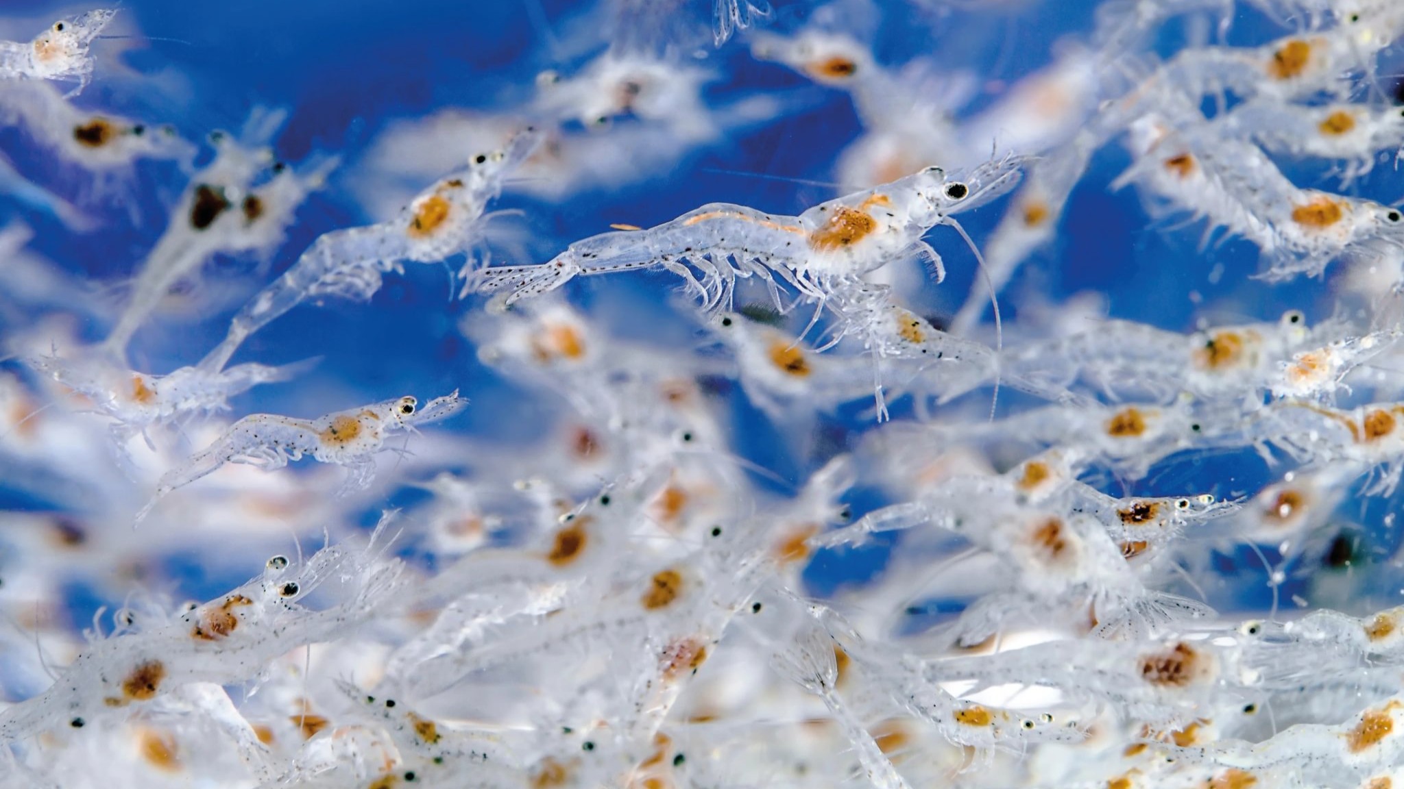 Juveniles de camarón Penaeus vannamei en un tanque de reproductores.