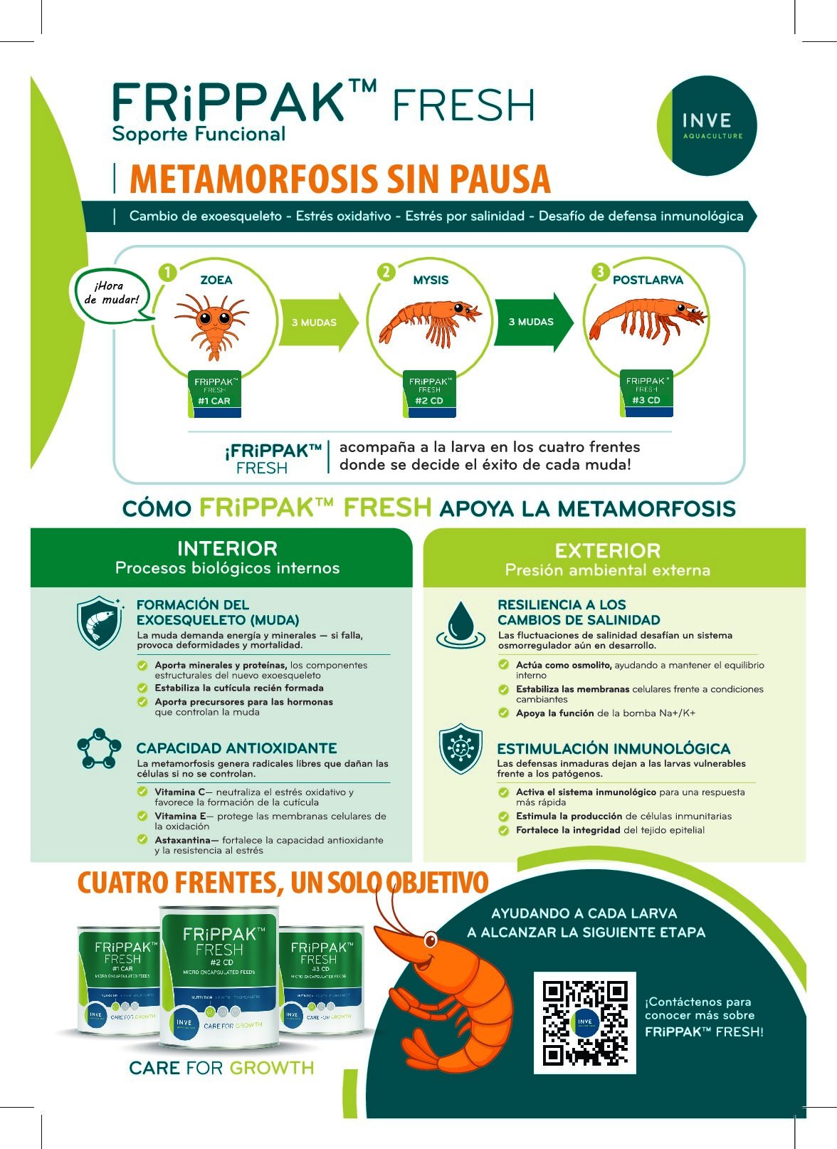 Infografía de INVE sobre FRiPPAK FRESH: estadios zoea, mysis y postlarva con su dieta, y los cuatro frentes de apoyo durante la metamorfosis: exoesqueleto, antioxidantes, salinidad e inmunidad