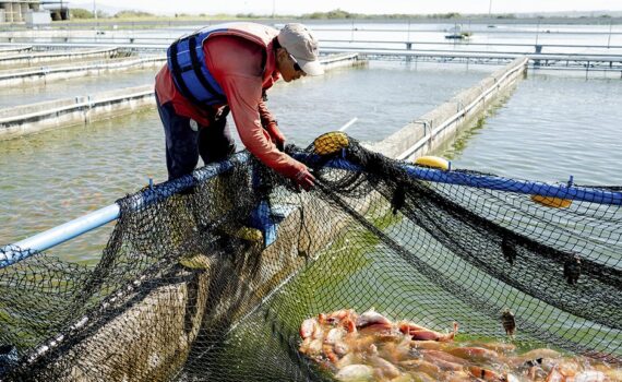 Trabajador con chaleco salvavidas revisa una red con tilapia roja en estanques de concreto de una granja acuícola