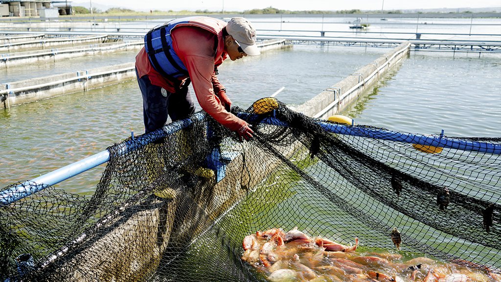 Trabajador con chaleco salvavidas revisa una red con tilapia roja en estanques de concreto de una granja acuícola