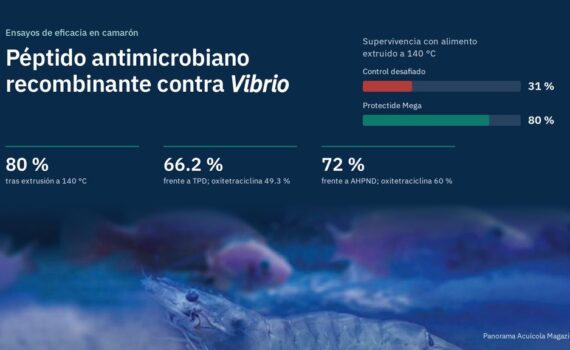 Imagen con el título Péptido antimicrobiano recombinante contra Vibrio, barras de supervivencia de 31 % en el control desafiado y 80 % con Protectide Mega tras extrusión a 140 °C, tres indicadores (80 %, 66.2 % frente a TPD y 72 % frente a AHPND) y una foto de camarón en el fondo
