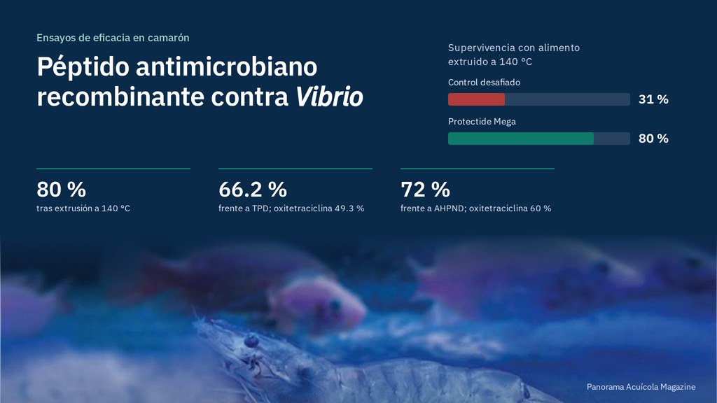 Imagen con el título Péptido antimicrobiano recombinante contra Vibrio, barras de supervivencia de 31 % en el control desafiado y 80 % con Protectide Mega tras extrusión a 140 °C, tres indicadores (80 %, 66.2 % frente a TPD y 72 % frente a AHPND) y una foto de camarón en el fondo