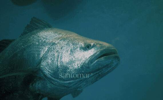 Totoaba viva sello ok2