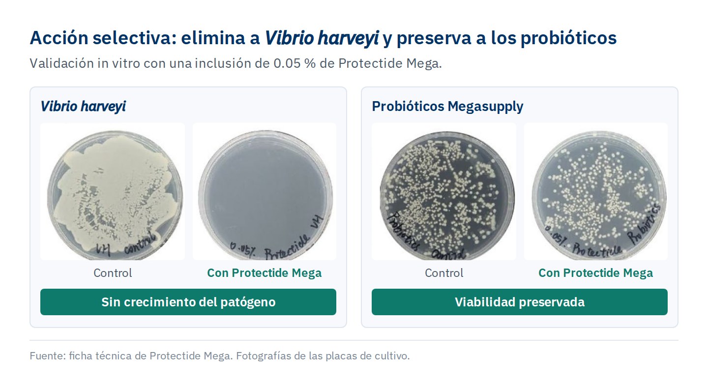 Cuatro placas de cultivo: Vibrio harveyi cubre la placa control y no crece en la placa con 0.05% de Protectide Mega; las colonias de probióticos Megasupply crecen tanto en el control como con el producto